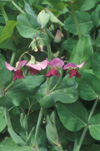 FLOWERS OF PEA 'BLUE POD CAPUCIJNERS' (PISUM SATIVUM VAR. ARVENSIS)