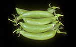 PEAS 'SUGAR SNAP' (PISUM SATIVUM)