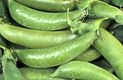 PEAS 'SUGAR SNAP' (PISUM SATIVUM)