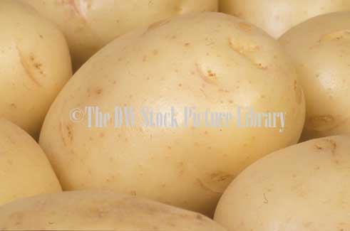 stock photo image: Vegetable, vegetables, potato, potatoes, solanum, tuberosum, solanum tuberosum, coliban, coliban potato, coliban potatoes.