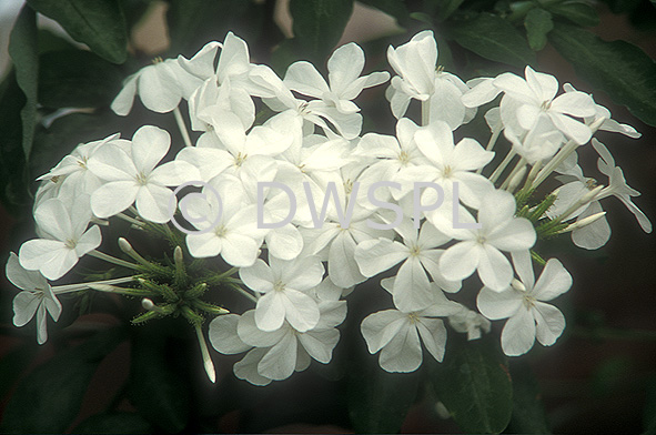 stock photo image: Flower, flowers, plumbaginaceae, plumbago, auriculata, capensis, plumbago auriculata, plumbago capensis, cape plumbago, alba, white, white flower, white flowers.