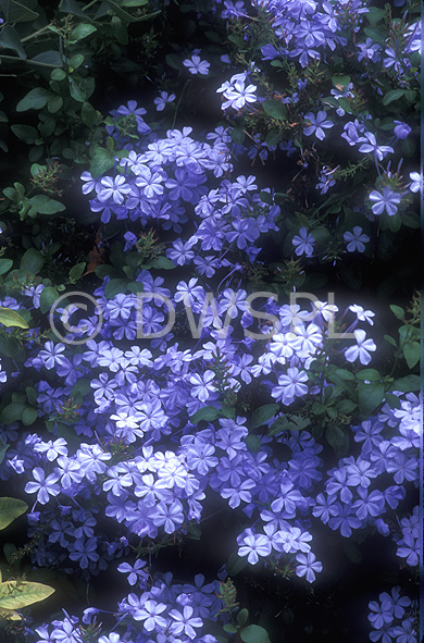 stock photo image: Flower, flowers, plumbaginaceae, plumbago, auriculata, capensis, plumbago auriculata, plumbago capensis, cape plumbago, leadwort, blue, blue flower, blue flowers.