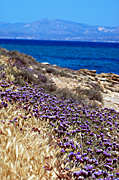 Greece, greek, greek islands, Europe, Southern Aegean, Southern Aegean region, santorini, Aegean, Aegean sea, cycladic, cycladic island, cyclades Islands, paros, BS65,