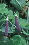 PEA 'BLUE POD CAPUCIJNERS' (PISUM SATIVUM VAR. ARVENSIS)