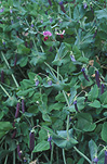 PEA 'BLUE POD CAPUCIJNERS' (PISUM SATIVUM VAR. ARVENSIS)