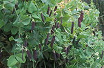 PEAS 'BLUE POD CAPUCIJNERS' (PISUM SATIVUM VAR. ARVENSIS)