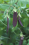 PEAS 'BLUE POD CAPUCIJNERS' (PISUM SATIVUM VAR. ARVENSIS)