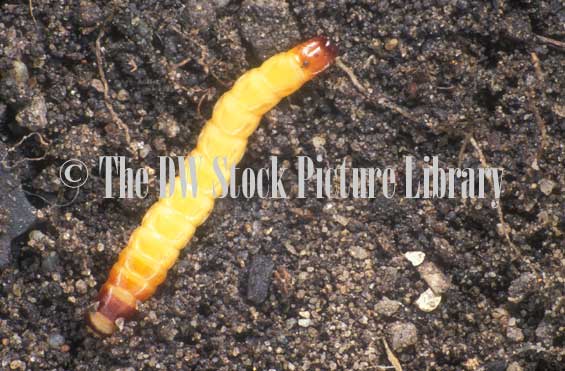 stock photo image: Insect, insects, Arthropod, Arthropods, insecta, worm, worms, wireworm, wireworms, larva, Elateridae, Tenebrionidae, pest, pests, plant pest, plant pests, beetle, beetles.