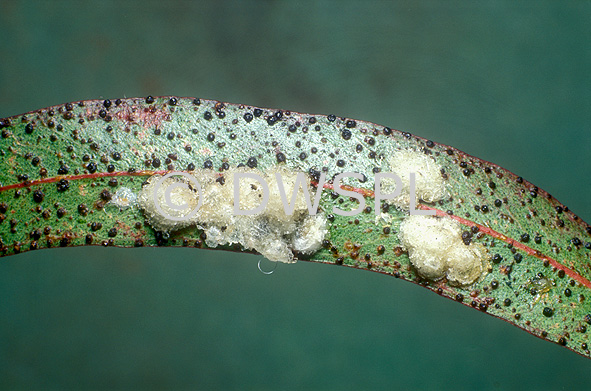 stock photo image: Pest, pests, plant pest, plant pests, lerp, lerps, insect, insects, Arthropod, Arthropods, insecta, eucalyptus, eucalyptus tree, eucalyptus trees, gum tree, gum trees, psyllid, psyllids.