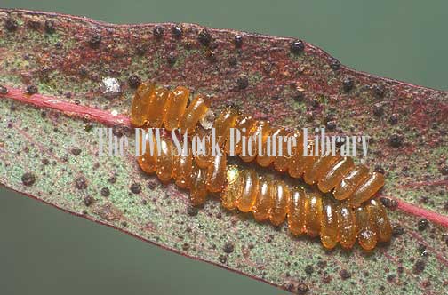 stock photo image: Insect, insects, Arthropod, Arthropods, insecta, sawfly, sawflies, sawfly egg, sawfly eggs, egg, eggs, eucalypt, eucalypts, eucalyptus, eucalyptus tree, eucalyptus trees, gum tree, gum trees, leaf, leaves, pest, pests, plant pest, plant pests.