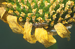 RUTHERGLEN BUG (NYSIUS SP.) ON CHRYSANTHEMUM SEED HEAD