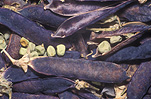 PEA 'BLUE POD CAPUCIJNERS' (PISUM SATIVUM VAR. ARVENSIS)