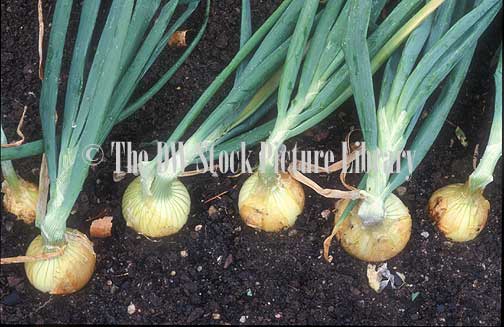 stock photo image: Food, Vegetable, Vegetables, onion, onions, brown onion, brown onions, hunter river brown, hunter river brown onion, hunter river brown onions, Allium, Allium cepa.
