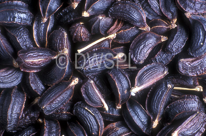 stock photo image: Herb, Herbs, Alexanders, Smyrnium, Smyrnium olusatrum, seed, seeds, apiaceae, horse parsley, wild parsley, parsley, black-pot herb, alisanders.