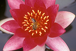 Insect, insects, wasp, wasps, bee, bees, Flora, flower, flowers, waterlily, waterlilies, water lily, water lilies, nymphaea, vesuve waterlily, vesuve waterlilies, vesuve, vesuve water lily, vesuve water lilies, pink flower, pink flowers, Daisy Jane,