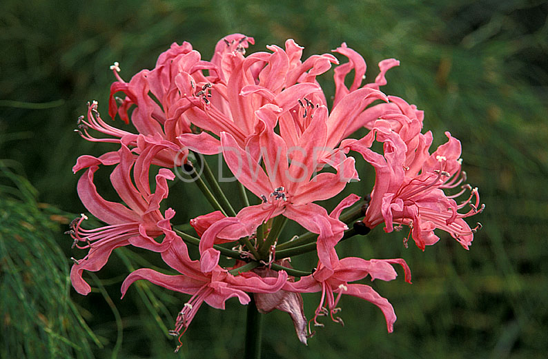 stock photo image: Flower, flowers, pink, pink flower, pink flowers, nerine, nerines, amaryllidaceae, bowdenii, nerine bowdenii, pink agapanthus, large pink nerine, large pink nerines, bennet poe.