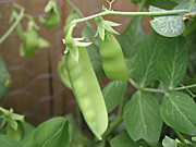 A ROYALTY FREE IMAGE OF: SNOW PEAS GROWING (PISUM SATIVUM) CHINESE SNOW PEAS, SUGAR PEAS AND MANGETOUT