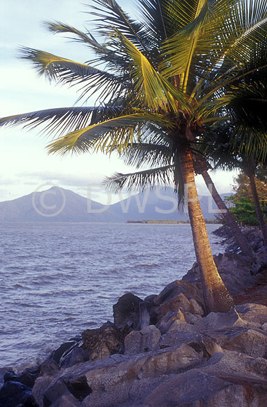 stock photo image: Australia, qld, queensland, coast, coasts, coastal, coastline, coastlines, water, palm tree, palm trees, tree, trees, rock, rocks.