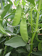 A ROYALTY FREE IMAGE OF: SNOW PEAS GROWING (PISUM SATIVUM) CHINESE SNOW PEAS, SUGAR PEAS AND MANGETOUT