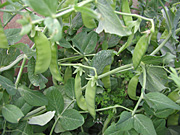 A ROYALTY FREE IMAGE OF: SNOW PEAS GROWING (PISUM SATIVUM) CHINESE SNOW PEAS, SUGAR PEAS AND MANGETOUT