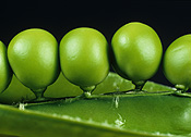 OPENING PEA POD (VINING CROP)