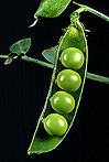 OPEN POD SHOWING MATURE PEAS