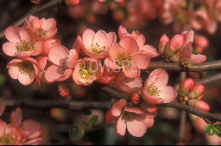 stock photo image: Chaenomeles, SUPERBA, Chaenomeles superba, quince, quinces, flowering quince, flowering quinces, japanese flowering quince, maule, maules quince, japonica, cyadonia, rosaceae, Flora, flower, flowers, PINK FLOWER, PINK FLOWERS, PINK, coral sea.