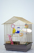 Bird, birds, budgie, budgies, budgerigar, budgerigars, cage, cages, caged, caged bird, caged birds, Australia, Sport pictures, Sports, balloon images, hot air balloons
