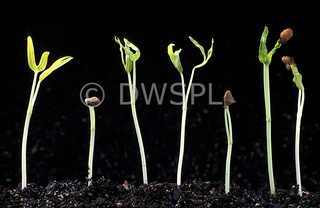 stock photo image: Food, vegetable, vegetables, spinach seedling, spinach seedlings, spinach, water spinach, seedling, seedlings, water spinach seed, water spinach seeds, kang kong, kangkong, asian vegetable, asian vegetables, ipomoea, ipomoea aquatica, aquatica, spinach, water.