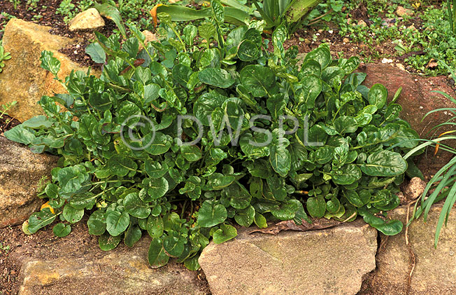 stock photo image: Vegetable, vegetables, Cress, upland, Upland Cress, upland-cress, barbarea, verna, barbarea verna.