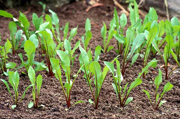 stock photo image: Food, vegetable, vegetables, chicory, red rib, red rib chicory, seedling, seedlings, cichorium intybus, cichorium, intybus.