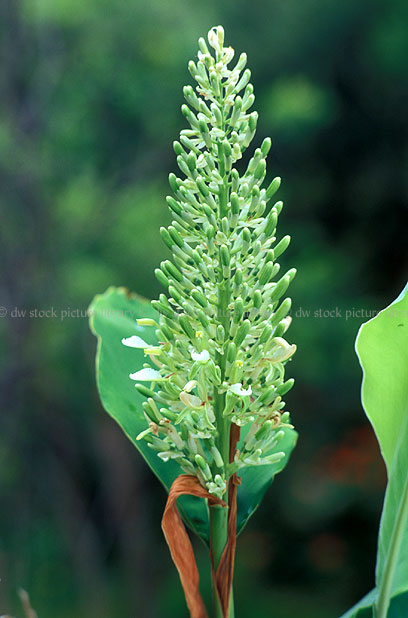 stock photo image: Vegetable, vegetables, asian, asian vegetable, asian vegetables, galangal, alpinia, galanga, alpinia galanga, greater galangal, big galangal, galanga major, java galangal, kaempferia, siamese ginger, thai ginger, spice, spices, tropical spice, tropical spices.