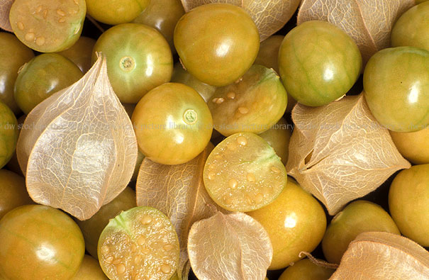 stock photo image: Fruit, husk, tomato, tomatoes, husk tomatoes, physalis, pruinosa, physalis pruinose, ground cherry, ground cherries, groundcherry, groundcherries, strawberry tomato, strawberry tomatoes, bladder cherry, bladder cherries, chinese lantern, chinese lanterns, tomatillo, tomatillos, tomatilloes, cape gooseberry, cape gooseberries, solanaceae.