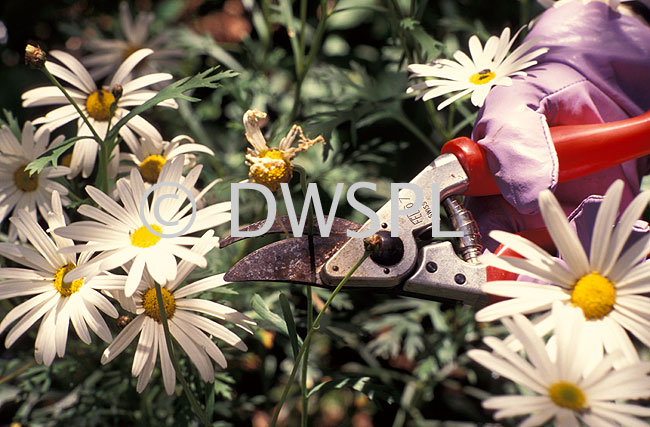 stock photo image: Tool, tools, garden tool, garden tools, secateurs, prune, prunes, pruning, daisy, daisies, deadhead, deadheads, deadheading, dead heading, dead-heading, perennial, perennials, white, white flower, white flowers, hand, hands, glove, gloves, gardening, gardening gloves.