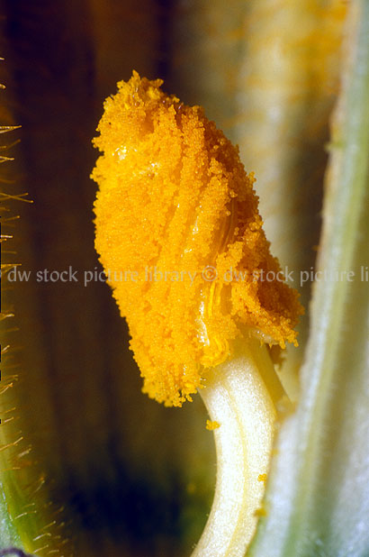 stock photo image: Food, Vegetable, Vegetables, Zucchini, Zucchinis, Zucchinies, CucuRbita, CucuRbita pepo, stamen, stamens, summer squash, squash, cucurbitaceae, cucurbita.