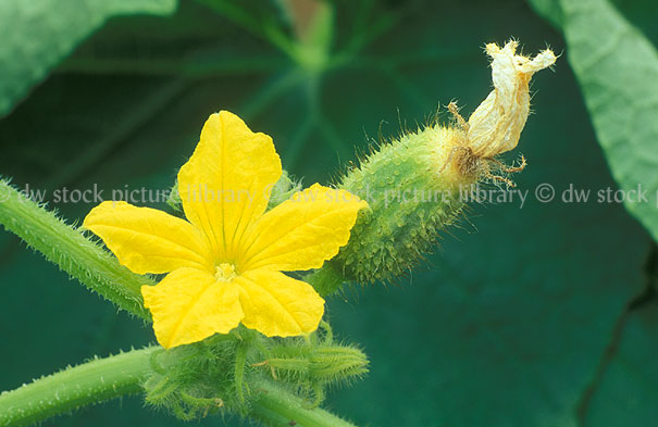 stock photo image: Vegetable, vegetables, cucumber, cucumbers, flower, flowers, yellow flower, yellow flowers, staminate, cucurbitaceae, cucurbit, cucumis sativus, male flower, male flowers.