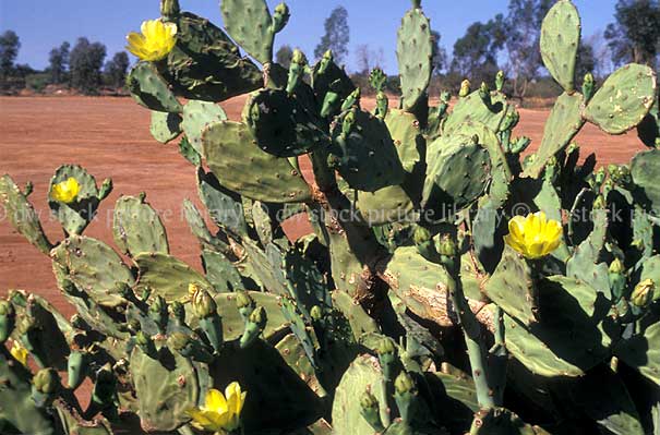 stock photo image: Cactus, cacti, cactuses, prickly, pear, prickly pear, prickly pear cactus, prickly pear cacti, cactaceae, opuntia, succulent, succulents.