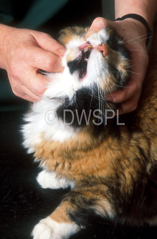 VET INSPECTING CAT'S TEETH (MODEL RELEASED)