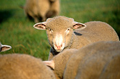 Animal, animals, sheep, meat industry, meat trade, sheep, livestock, agriculture, rural, rural scene, rural scenes, sussex downs, sussex downs sheep, england, britain, great britain, uk, united kingdomAustralia, Sport pictures, Sports, balloon images, hot air balloons