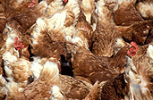 Animal, animals, bird, birds, chicken, chickens, hen, hens, poultry, freerange chicken, freerange chickens, free range chicken, free range chickens, free-range chicken, free-range chickens, free range, free-range, agriculture, farm, farms, poultry farm, poultry farms, Australia, Sport pictures, Sports, balloon images, hot air balloons
