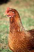 Animal, animals, bird, birds, chicken, chickens, hen, hens, poultry, free-range chicken, free-range chickens, free-range, agriculture, farm, farms, poultry farm, poultry farms, organic, domestic chicken, domestic chickens, Australia, Sport pictures, Sports, balloon images, hot air balloons