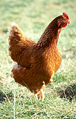 Animal, animals, bird, birds, chicken, chickens, hen, hens, poultry, freerange chicken, freerange chickens, free range chicken, free range chickens, free-range chicken, free-range chickens, free range, free-range, agriculture, farm, farms, poultry farm, poultry farms, organicAustralia, Sport pictures, Sports, balloon images, hot air balloons
