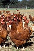 Animal, animals, bird, birds, chicken, chickens, hen, hens, poultry, free-range chicken, free-range chickens, free-range, agriculture, farm, farms, poultry farm, poultry farms, organic, domestic chicken, domestic chickens, Australia, Sport pictures, Sports, balloon images, hot air balloons