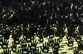 Australia, south Australia, SA, adelaide, rymill park, pattern, patterns, reconcile, reconciliation, Australian artists against racism, AAAR, Native title and reconciliation, native title, native titles, ANTAR, aboriginal, aboriginals, aborigine, aborigines, racism, racist, hand, hands, sea of hands, indigenous, indigenous people, indigenous australians, torres strait islanders.