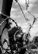 Fence, fences, barbed, wire, barbed wire, barbed wire fence, barbed wire fences.