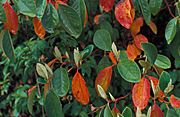 Australia, Autumn, Autumn leaves, leaves, autumn foliage, autumn tones, autumn scene, autumn scenes, tree, trees, rain, leaf, leaves, HOLO8,