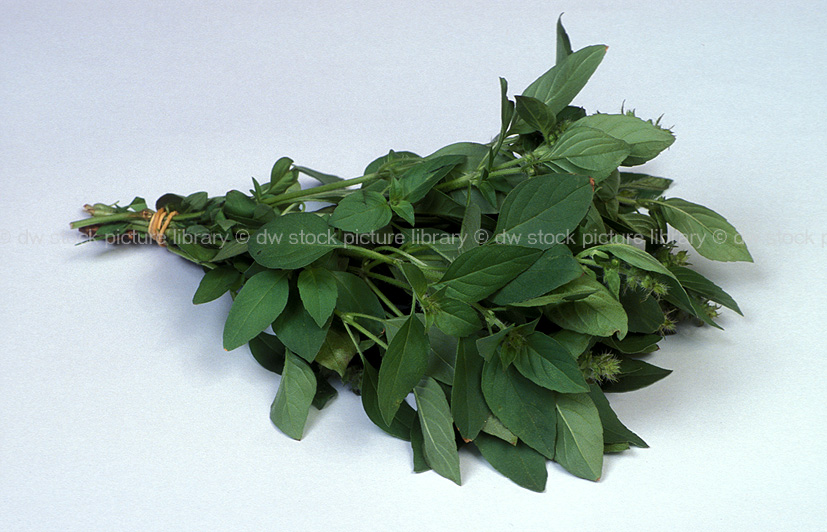 stock photo image: Herb, herbs, basil, lemon, lemon basil, ocimum, ocimum basilicum, citriodorum.