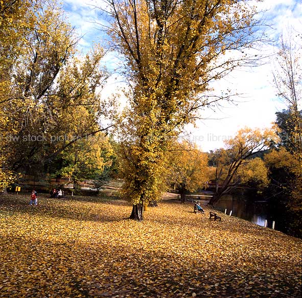 stock photo image: Australia, vic, victoria, bright, autumn, autumn scene, autumn scenes, tree, trees, river, rivers, ovens, ovens river, park, parks, autumn scene, autumn scenes.