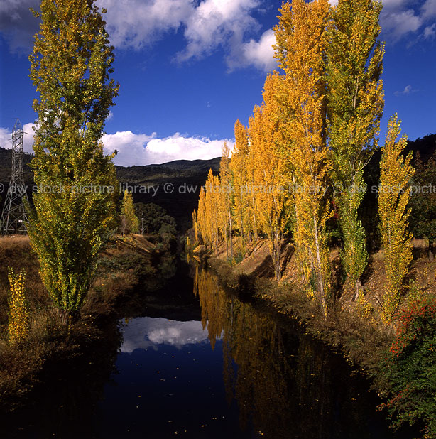 stock photo image: Australia, vic, victoria, beauty, mt beauty, mount beauty, autumn, great dividing range, autumn scene, autumn scenes, tree, trees, river, rivers, water, poplar, poplars, poplar tree, poplar trees, river, rivers, water, kiewa, kiewa river, valley, valleys, kiewa valley.