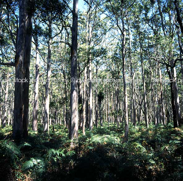 stock photo image: Tree, Trees, Karri tree, Karri trees, karri, Eucalyptus, Eucalyptus tree, eucalyptus trees, gum tree, gum trees, Eucalyptus diversicolor, forest, forests, Harewood Forest, WA, Western Australia, wood, woods, augusta, australia, karri tree, karri trees, fern, ferns.